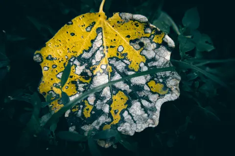 Fondo de pantalla Hojas de otoño 4K · flowers · 3840×2560