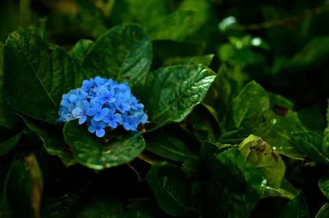 خلفية زهرة الهورتنسيا بدقة 4K · flowers · 3840×2553