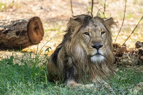 Lion 4K Wallpaper · animals · 3840×2560