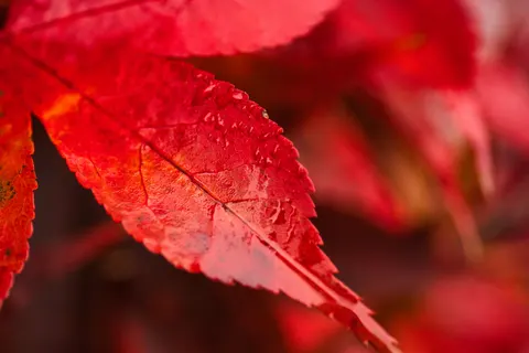 Herfstbladeren 4K-achtergrond · flowers · 3840×2560