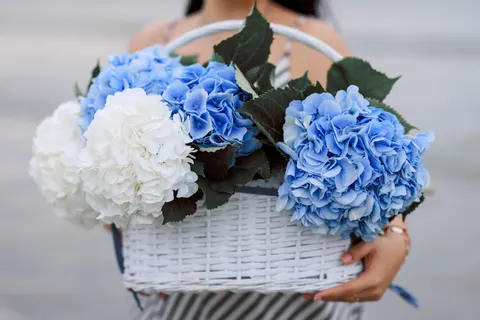 Hydrangea 4K Wallpaper · flowers · 3840×2561