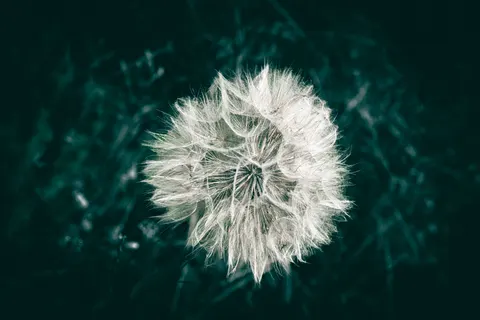 Blumen-Makro 4K Hintergrundbild · flowers · 3840×2560