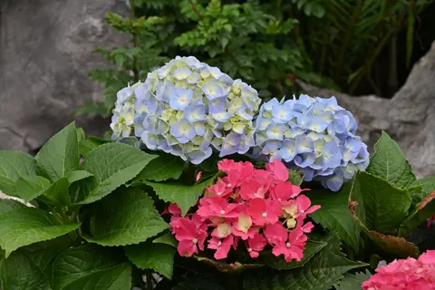 Fond d'écran Hortensia 4K · flowers · 3840×2563