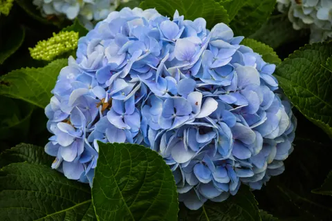Sfondo Ortensia 4K · flowers · 3840×2560