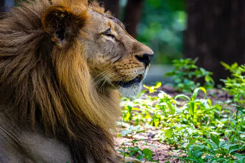 خلفية أسد بدقة 4K · animals · 3840×2560