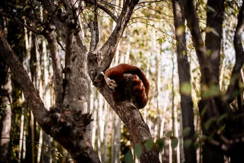 Tapeta Panda mała 4K · animals · 3840×2560