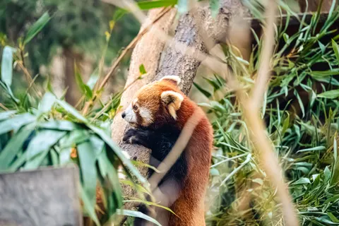 小熊貓 4K桌布 · animals · 3840×2560