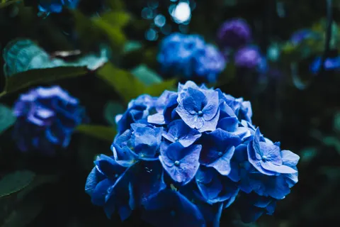 Tapeta Hortensja 4K · flowers · 3840×2563