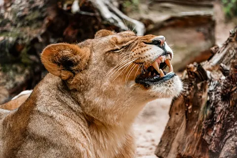 Fond d'écran Lion 4K · animals · 3840×2560