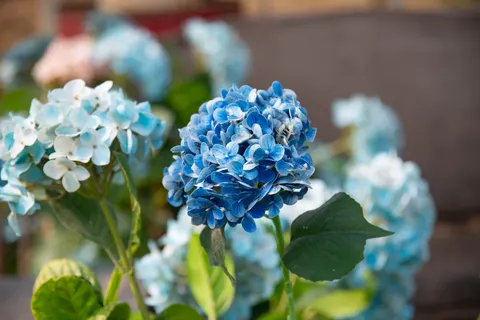 繡球花 4K桌布 · flowers · 3840×2563