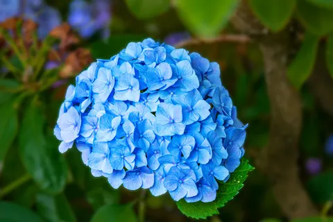 繡球花 4K桌布 · flowers · 3840×2563