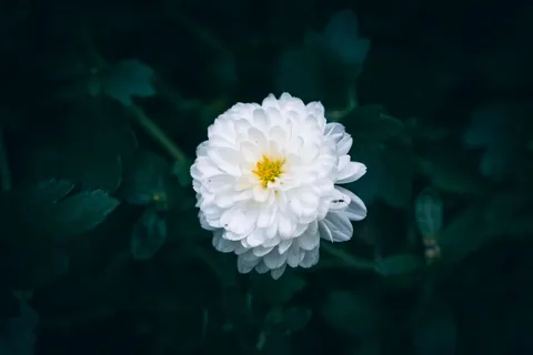 花卉微距 4K壁纸 · flowers · 3840×2560