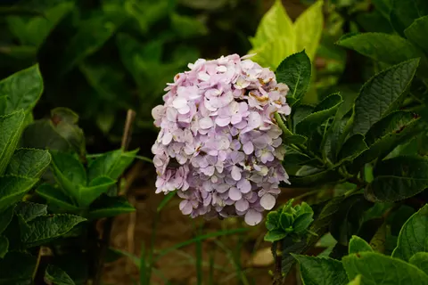 繡球花 4K桌布 · flowers · 3840×2560