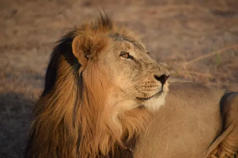 Lion 4K Wallpaper · animals · 3840×2560