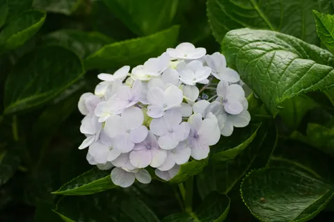 Hydrangea 4K Wallpaper · flowers · 3840×2560