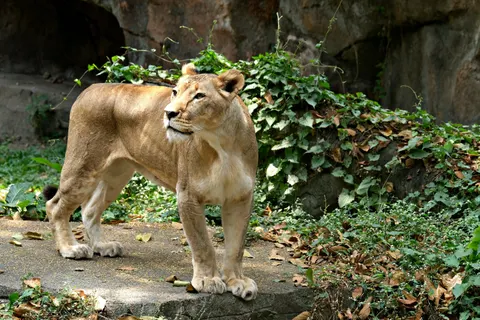 Fondo de pantalla León 4K · animals · 3840×2560