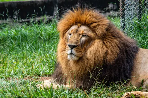 Fondo de pantalla León 4K · animals · 3840×2553