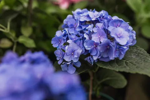 Fond d'écran Hortensia 4K · flowers · 3840×2560