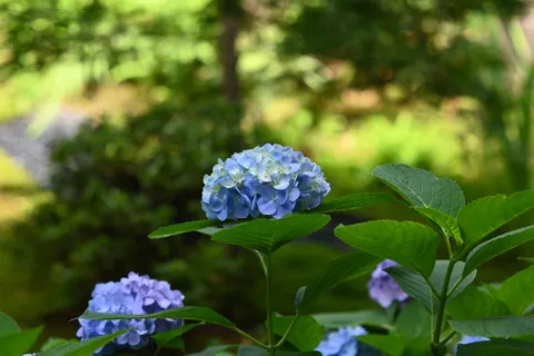 繡球花 4K桌布 · flowers · 3840×2560