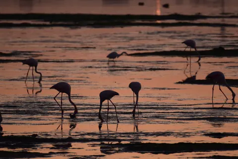 Flamingos 4K Hintergrundbild · animals · 3840×2560