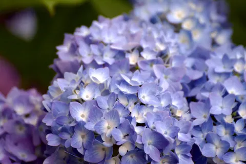 Fondo de pantalla Hortensia 4K · flowers · 3840×2560