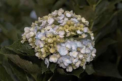 Hydrangea 4K Wallpaper · flowers · 3840×2560