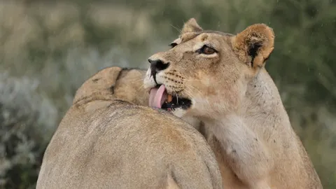Lion 4K Wallpaper · animals · 3840×2160