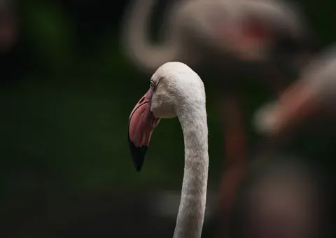 Flamingos 4K Wallpaper · animals · 3840×2718