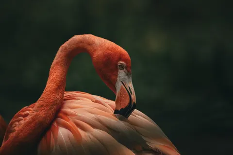 Flamingos 4K Wallpaper · animals · 3840×2553