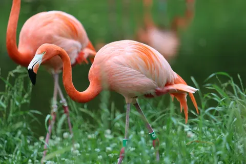 플라밍고 4K 배경화면 · animals · 3840×2560