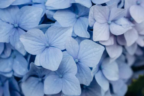 Hydrangea 4K Wallpaper · flowers · 3840×2560
