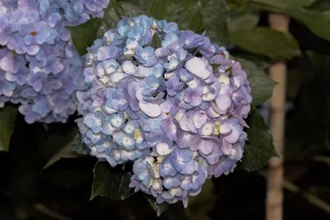 绣球花 4K壁纸 · flowers · 3840×2560