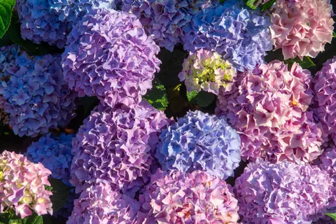 Wallpaper Bunga Hydrangea 4K · flowers · 3840×2560