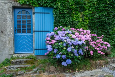 Fondo de pantalla Hortensia 4K · flowers · 3840×2560