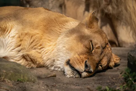خلفية أسد بدقة 4K · animals · 3840×2560