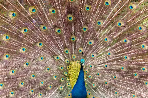 Wallpaper Burung Merak 4K · animals · 3840×2560