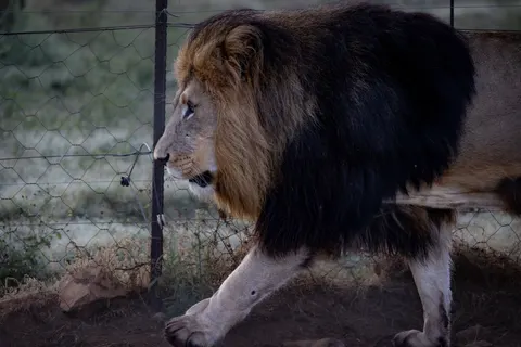 Lion 4K Wallpaper · animals · 3840×2561