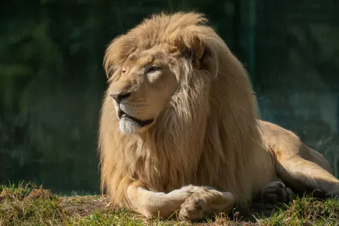 Fondo de pantalla León 4K · animals · 3840×2560