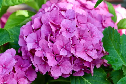 Hydrangea 4K Wallpaper · flowers · 3840×2560