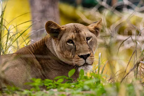 Löwe 4K Hintergrundbild · animals · 3840×2560
