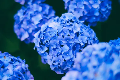 Sfondo Ortensia 4K · flowers · 3840×2560