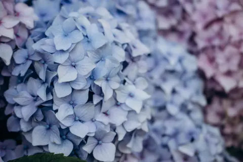Hydrangea 4K Wallpaper · flowers · 3840×2560