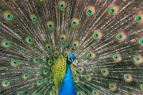 Wallpaper Burung Merak 4K · animals · 3840×2560
