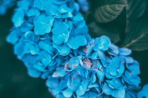 Sfondo Ortensia 4K · flowers · 3840×2560