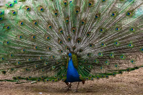 Peacock 4K Wallpaper · animals · 3840×2563