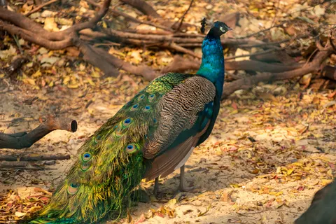 Wallpaper Burung Merak 4K · animals · 3840×2563