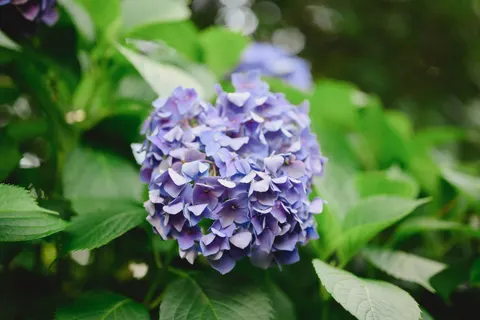 Wallpaper Bunga Hydrangea 4K · flowers · 3840×2563