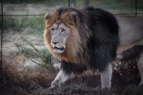 Lion 4K Wallpaper · animals · 3840×2561