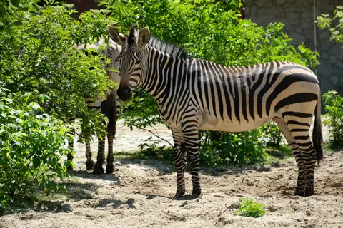 Zebra 4K Hintergrundbild · animals · 3840×2560