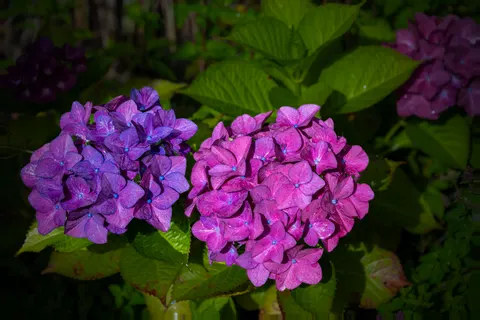 繡球花 4K桌布 · flowers · 3840×2560